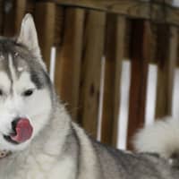 <p>Athena licks her chops, ready to make another run in the white stuff.</p>
