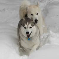 <p>Athena and Zeus play in the snow.</p>