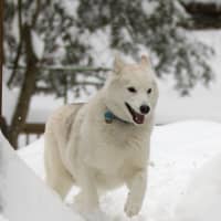 <p>Zeus happily runs through the snow.</p>