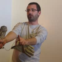 <p>Wechgelaer, with the center&#x27;s rescued pygmy owl, said owls have 13 bones in their necks.</p>