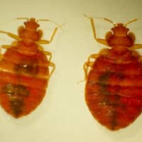 <p>Bed bugs.</p>