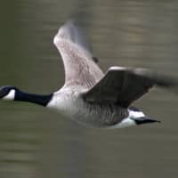 <p>Canada Geese have taken over Westchester County.</p>
