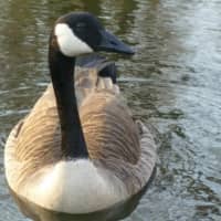 <p>This Canada Goose enjoyed a leisurely stroll in Scarsdale last spring. </p>