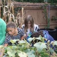 <p>Eastchester students in the Anne Hutchinson sustainability garden.</p>