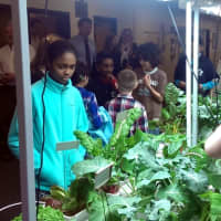 <p>Students at Norwalk&#x27;s Jefferson Magnet School study their new hydroponic vegetable garden. </p>