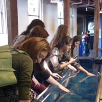 <p>Visitors to the &quot;Jiggle A Jelly&quot; exhibit at Norwalk&#x27;s Maritime Aquarium touch live moon jellyfish Saturday.</p>