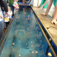 <p>A tank full of moon jellyfish is the highlight of the &quot;Jiggle A Jelly&quot; exhibit at the Maritime Aquarium. </p>
