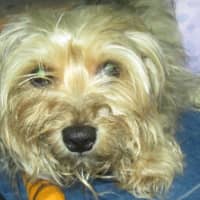 <p>Bruno, a Yorkshire terrier mix, is being treated for severe injuries after he was hit by car. </p>