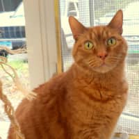 <p>Sammy and his sister, Sissy, are available for adoption at Wilton&#x27;s Animals in Distress.</p>