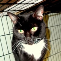 <p>Sissy and her brother, Sammy, are waiting to be adopted at Wilton&#x27;s Animals in Distress.</p>