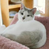 <p>Ziggy is available for adoption at Wilton&#x27;s Animals in Distress.</p>