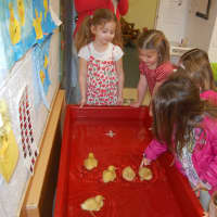 <p>Saint Luke&#x27;s Parish School students taking care of the ducklings.</p>