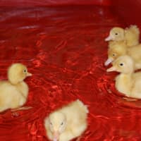 <p>The ducks live in a makeshift bathtub in the classroom. </p>
