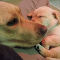 <p>Dazzle, a Guiding Eyes breed dog, with her new puppy.</p>