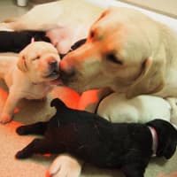 <p>Guiding Eyes is looking for fosters willing to raise a Guiding Eyes breed dog.</p>