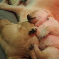 <p>Puppies will eventually become future guide dogs for the blind.</p>
