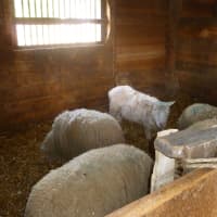 <p>Sheep were the main attraction at Sheep-to-Shawl in Sleepy Hollow.</p>