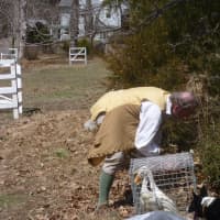 <p>Trying to get a duck out of the bushes was a difficult task at Sheep-to-Shawl in Sleepy Hollow.</p>