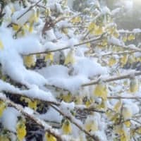 <p>Snow covers the yellow forsythia flowers Wednesday morning in Danbury after overnight snow showers. </p>