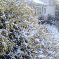 <p>Snow covers the yellow forsythia bush Wednesday morning in Danbury after overnight snow showers. </p>