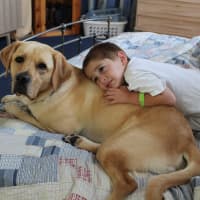<p>Six-year-old Nicky Mitrione snuggles with his Heeling Autism dog, Kelso. The Mitrione family received Kelso one year ago from Yorktown&#x27;s Guiding Eyes for the Blind.</p>