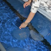 <p>The &quot;Jiggle A Jelly&quot; exhibit will become permanent at The Maritime Aquarium in Norwalk. </p>