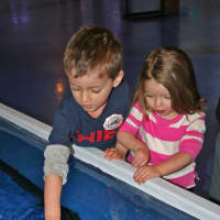 <p>The hands-on jellyfish exhibit has become popular among children. </p>