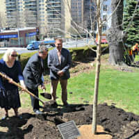 <p>Mayor Mike Spano, right and members of the Yonkers Parks Department, Yonkers Historical Society and Emerald Tree Care, were on hand for the planting.</p>