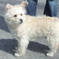 <p>Miley, a 1-year-old Westie Mix found in Bronxville is looking for a new home.</p>