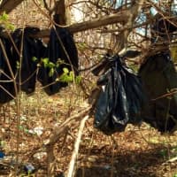 <p>Yonkers police found as many as 30 dead cats in plastic bags hanging from tree branches in a wooded area off Overlook Terrace Thursday morning, police officials said.</p>