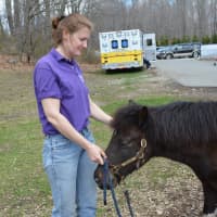 <p>Maria Oertel from Pied Piper Pony Rides &amp; Zoos stands with a pony named Willie.</p>