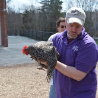 <p>Tim Reddy from Pied Piper Pony Rides &amp; Zoos handles a petting zoo chicken.</p>