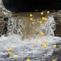 <p>The Tarrytown Rotary Rubber Ducks into the drink.</p>
