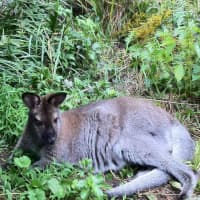 <p>Indy, a 6-year-old North Salem wallaby, remains missing.</p>