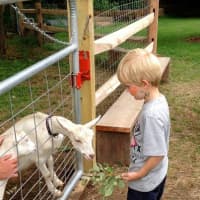 <p>Children can visit the animals at Wakeman Town Farm in Westport on Saturday afternoon.</p>