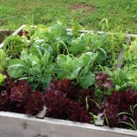 <p>Wakeman Town Farm in Westport will hold a square-foot garden workshop as part of Saturday&#x27;s festivities. </p>