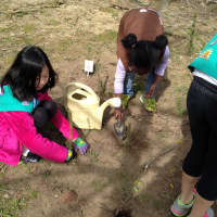 <p>Tuckahoe/Eastchester Girl Scouts celebrated the 350th anniversary of the town of Eastchester by planting 350 tree seedlings on Arbor Day. </p>