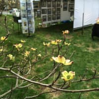<p>A few blooms grace the trees at the annual Fairfield Dogwood Festival at the Greenfield Hill Congregational Church. </p>