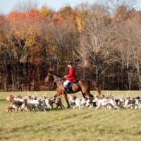 <p>Ciaran Murphy, a native of Ireland, moved to the United States about 10 years ago to train hounds to hunt.</p>