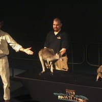 <p>Jack Hanna brings out a kangaroo and a wallaby at his show at the Maritime Aquarium in Norwalk.</p>