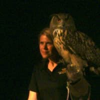 <p>A great horned owl.</p>