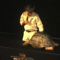 <p>Hanna shows the audience a large tortoise, which can live for hundreds of years.</p>