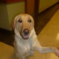 <p>Therapy dog Baileym who visits with Andrus seniors each week, sported his best collar and tie.</p>