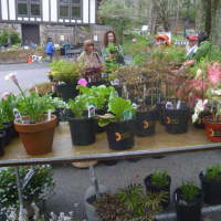 <p>Two people browse plants at Teatown&#x27;s annual plant sale</p>