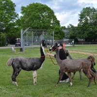 <p>Llamas were brought to the Armonk Lions&#x27; Fol del Rol on its first evening.</p>