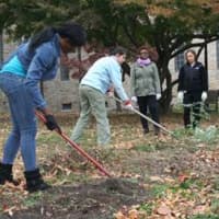 <p>Math and science majors prepare The College of New Rochelle sustainability garden for winter.</p>