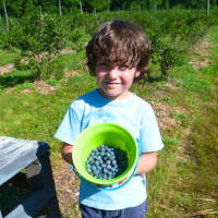 <p>A &quot;Blueberry Adventure&quot; hike for kids ages 7-13 will be held on Saturday, July 13, at the Trout Brook Valley Conservation Area in Easton.</p>