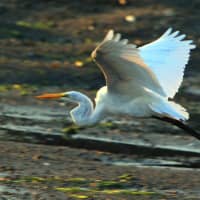 <p>Aspetuck Land Trust will conduct a &quot;Shore Birds&quot; hike on Thursday, Aug. 21.</p>