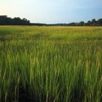 <p>Great Salt Marsh Island in Ash Creek will be the scene of a hike hosted by Aspetuck Land Trust on Saturday, Aug. 21.</p>