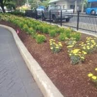 <p>Yellow flowers fill the planters along the edges of the park. </p>